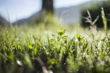Çimenlerin üzerindeki çiğ damlalarını kapatın.