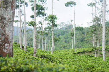 Cianjur, Batı Java, Endonezya 'da ağaçlı yeşil çay tarlaları