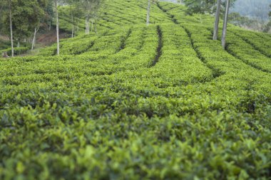 Cianjur Batı Java Endonezya 'sının çay tarlası manzarası