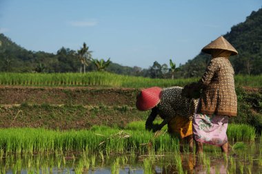Çiftçiler çeltik tarlalarına pirinç ekiyor