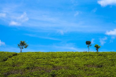 Güzel manzara ve üç ağaç.