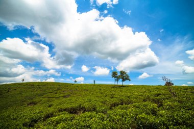 Cianjur 'daki yaz çay çiftliği Batı Java Endonezya