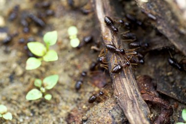 Göç eden termitleri kapatın 