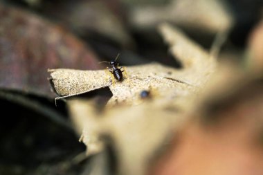 Kurumuş yaprak üzerinde yürüyen termit.