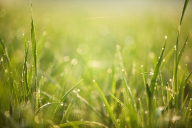 yeşil çimenler yeşil bokeh arkaplan