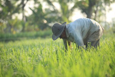 Cianjur, Batı Java. Endonezya 'da. Ekim 01, 2021. Çiftçiler tarlada pirinç hasat ediyorlar.