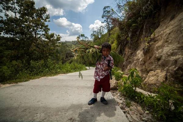 MAMUJU, CENTRAL SULAWESI, İNDONEZYA - 20 Kasım 2016: Okuldan yeni dönen ilkokul çocukları sığırlar için ot toplamak zorundalar