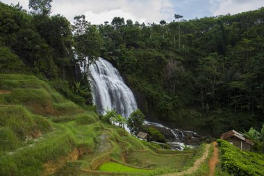 Orman ve pirinç tarlalı cikondang şelalesi