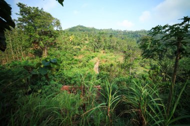 Mavi gökyüzü olan yeşil bir orman atmosferi