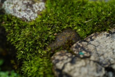 yeşil bitkilerin arkaplanı