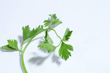 Kereviz yaprakları beyaz arkaplanlı