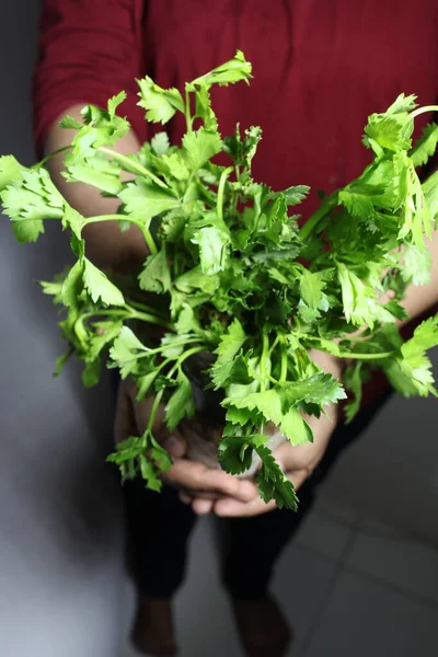 Kereviz yaprağı tutan kadınlar