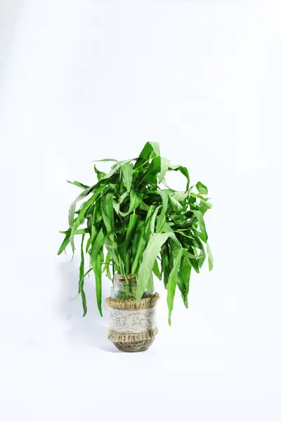 water spinach leaves with a white background
