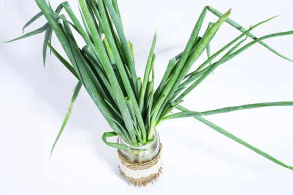 Beyaz arka planda tarışık