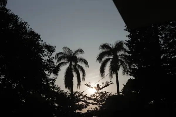 silhouette of tall trees and coconut trees