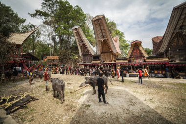 TANA TORAJA, SULAWESI, İNDONEZYA - 26 Kasım 2016: Tana Toraja, Sulawesi, Endonezya 'da cenaze töreni
