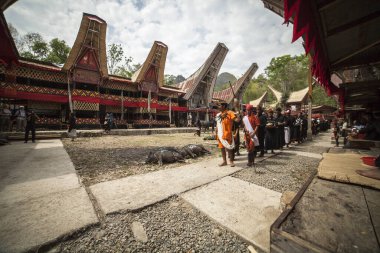 TANA TORAJA, SULAWESI, İNDONEZYA - 26 Kasım 2016: Tana Toraja, Sulawesi, Endonezya 'da cenaze töreni