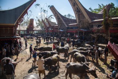 TANA TORAJA, SULAWESI, İNDONEZYA - 26 Kasım 2016: Tana Toraja, Sulawesi, Endonezya 'da cenaze töreni