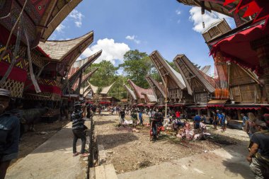 TANA TORAJA, SULAWESI, İNDONEZYA - 26 Kasım 2016: Tana Toraja, Sulawesi, Endonezya 'da cenaze töreni