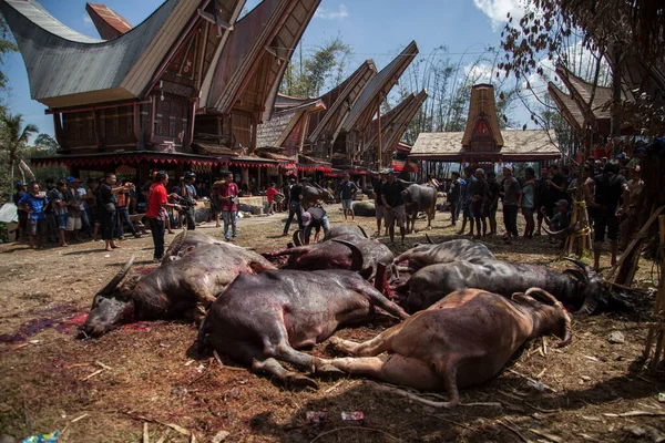 TANA TORAJA, SULAWESI, İNDONEZYA - 26 Kasım 2016: Tana Toraja, Sulawesi, Endonezya 'da cenaze töreni