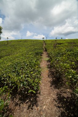 Gün boyunca küçük çay tarlası yolları