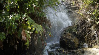 Şelalenin etrafındaki bitkiler