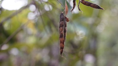 Bir çeşit kahverengi meyve.