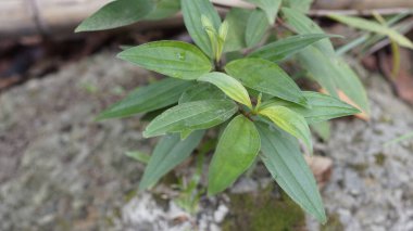 Yapraklar yeşil ve arka plan bulanık.