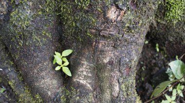Yosun ve yeşil bitkiler ağaçta yetişir.