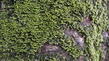 Yosun ormandaki ağaçlarda yetişir.