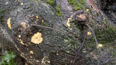 Ormandaki koyu kahverengi ormanı kapatın.