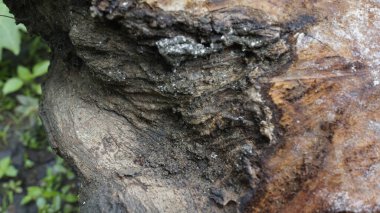 Ormandaki ahşap detaylarını kapat