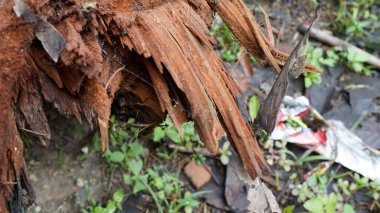 Ormandaki odun parçalarının detayları