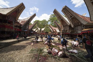 TANA TORAJA, SULAWESI, İNDONEZYA - 26 Kasım 2016: Tana Toraja, Sulawesi, Endonezya 'da cenaze töreni