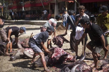 TANA TORAJA, SULAWESI, İNDONEZYA - 26 Kasım 2016: Tana Toraja, Sulawesi, Endonezya 'da cenaze töreni