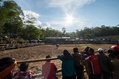 TANA TORAJA, SULAWESI, İNDONEZYA - 26 Kasım 2016: Tana Toraja, Sulawesi, Endonezya 'da cenaze töreni