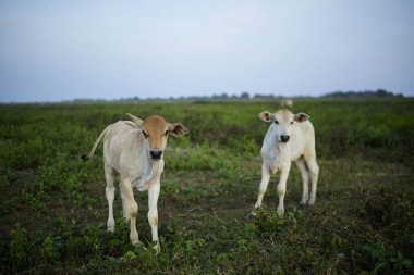 Yeşil bir tarlada iki inek