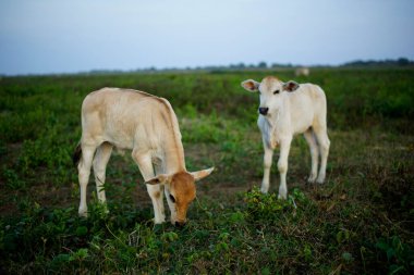 Bahçede iki inek yeşil ot yiyor.
