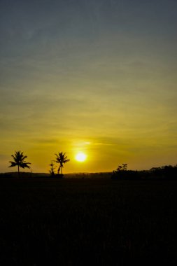 İki hindistan cevizi ağacının silueti ile günbatımının atmosferi