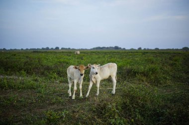 Yeşil otlu iki buzağı.