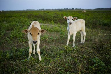Beyaz inek yeşil otlaktaki kameranın konumuna baktı.