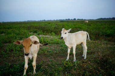 Çayırda oynayan iki beyaz inek