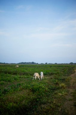 Yeşil bir tarlada iki inek