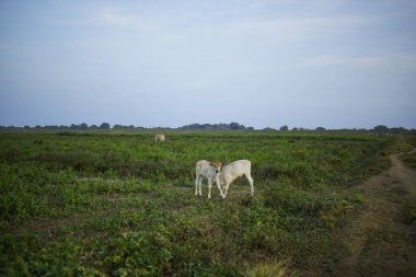 Büyük bir tarlada iki inek.