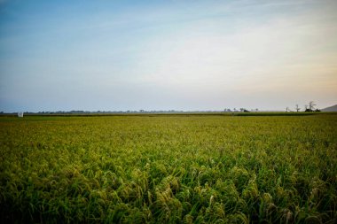 Pirinç tarlalarında bir tutam sararmış pirinç