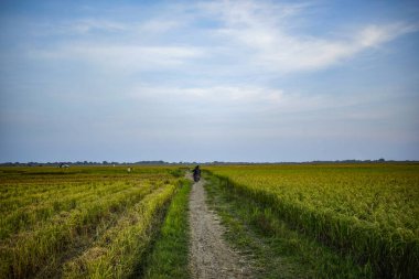 Mavi gökyüzü ile pirinç tarlalarının atmosferi