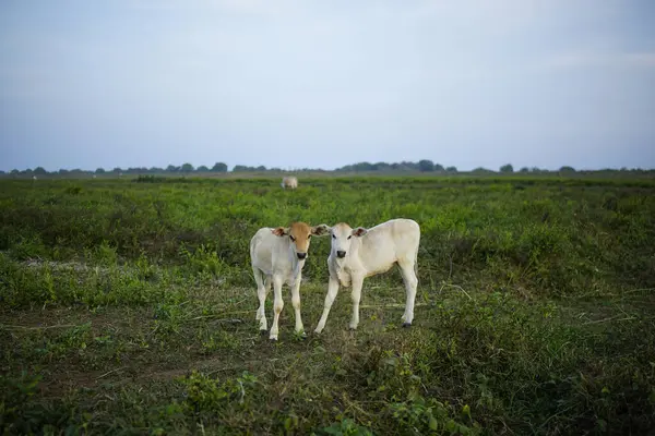 Büyük bir bahçede iki inek.