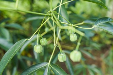 Meyve Endonezya 'daki yeşil bir ormandan geliyor.