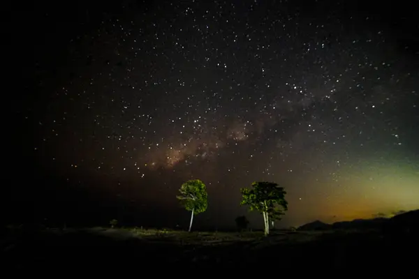 two trees in the fields with a milky way background