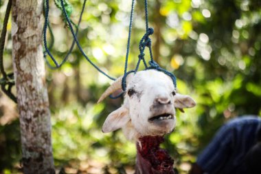 fedakarlık. Kurban Bayramı Mübarek